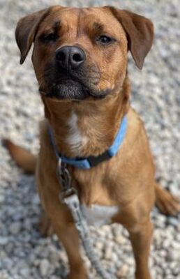 Elkhorn, Wi - Vizsla Weimaraner. Meet Lulu (leia) A Pet For Adoption 