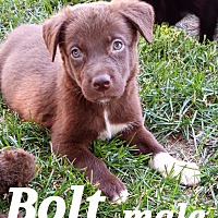 Photo of Bolt