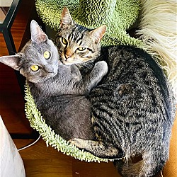 Photo of Lizzy and Linus, sweetest best friends!