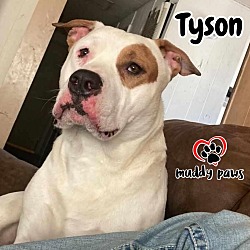 Photo of Tyson (Courtesy Post)