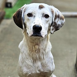 Photo of Chip (ADOPTED!)