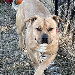 City of Shawnee Animal Welfare in Shawnee, OK - AdoptaPet.com