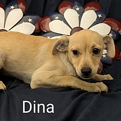 Photo of Dina