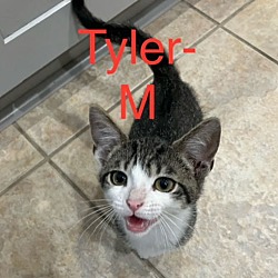 Thumbnail photo of Tyler #1