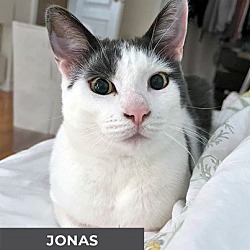 Thumbnail photo of Jonas #4