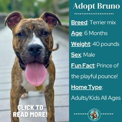 Thumbnail photo of Bruno #2