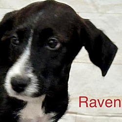 Thumbnail photo of Raven🐾 #2