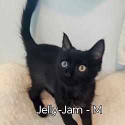 Thumbnail photo of Jelly-Jam #4