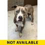 BOLOGNA BOAT - Mixed Breed (Medium) available for adoption