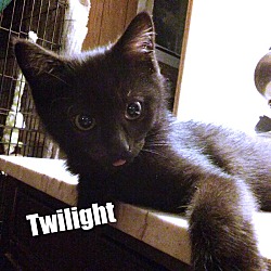 Thumbnail photo of Twilight #3
