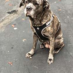 Cane Corso Puppies For Sale In California Adoptapetcom