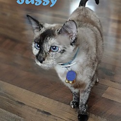 Photo of Sassy Cat