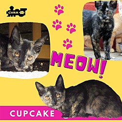 Photo of Cupcake (Kitten)