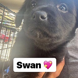 Photo of Swan