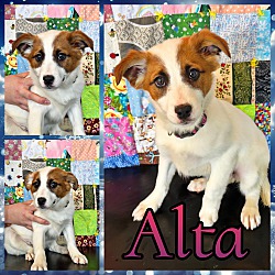 Photo of Alta