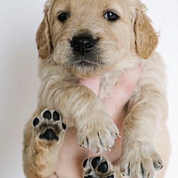 Thumbnail photo of *Coquis Puppies - Twylah #3