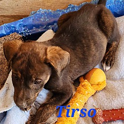 Thumbnail photo of Tirso #2
