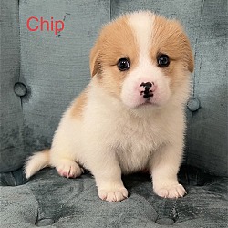 Photo of Chip - Cute! Cute! Cute!