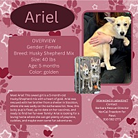 adopt a pet