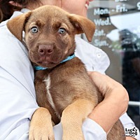 adopt a pet