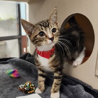 adopt a pet