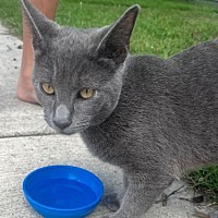 adopt a pet