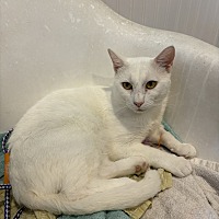 adopt-pet