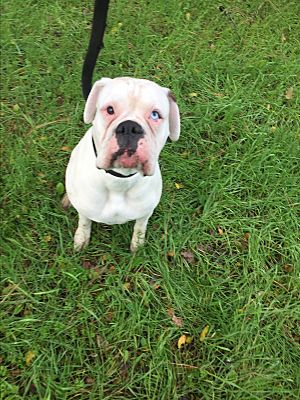 mickey blue eyes bulldog