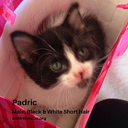 Thumbnail photo of Padric #1