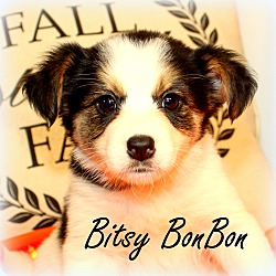 Thumbnail photo of Bitsy BonBon~adopted! #1