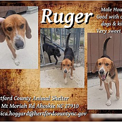 Photo of Ruger