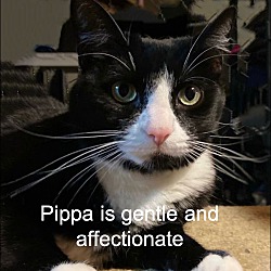 Thumbnail photo of Pippa #1