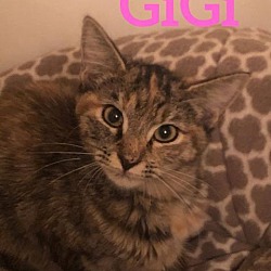 Thumbnail photo of GiGi #2