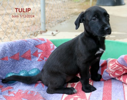 Thumbnail photo of Tulip-9005 #1