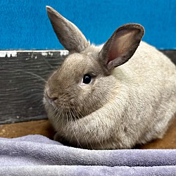Photo of Thumper