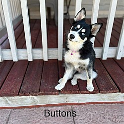 Thumbnail photo of Buttons #3