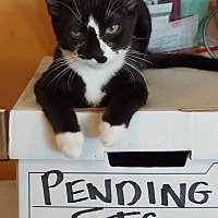 adopt a pet