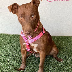 Thumbnail photo of Canela #1