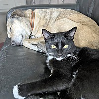 adopt a pet