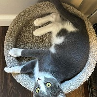 adopt a pet
