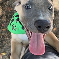 adopt a pet