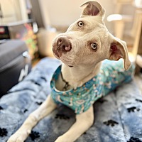 adopt a pet