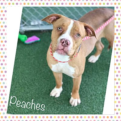 Marietta, GA - Pit Bull Terrier. Meet PEACHES - see video a Pet for ...