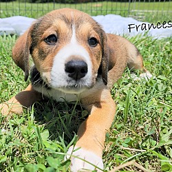 Thumbnail photo of Frances~adopted! #1