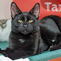 Thumbnail photo of Taz #1