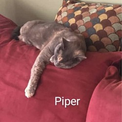 Photo of Piper- LAP cat