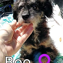 Thumbnail photo of Boo #3