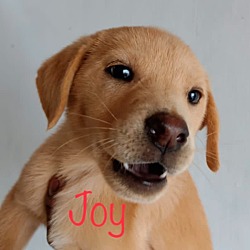 Photo of Joy