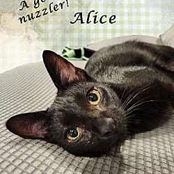 Thumbnail photo of ALICE #2