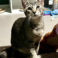 adopt a pet